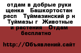 отдам в добрые руки щенка - Башкортостан респ., Туймазинский р-н, Туймазы г. Животные и растения » Отдам бесплатно   